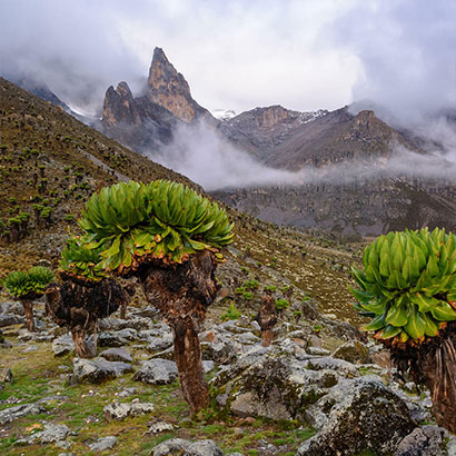 Magical Mount Kenya